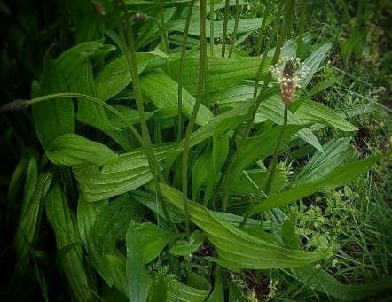 PIANTAGGINE