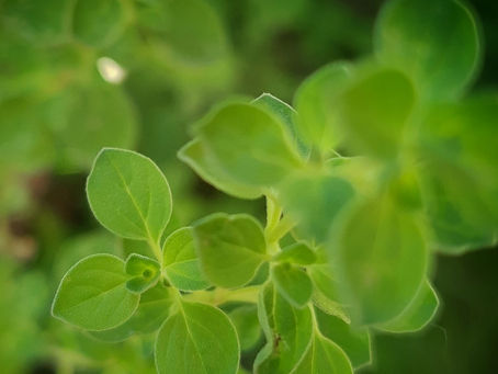 ORIGANO