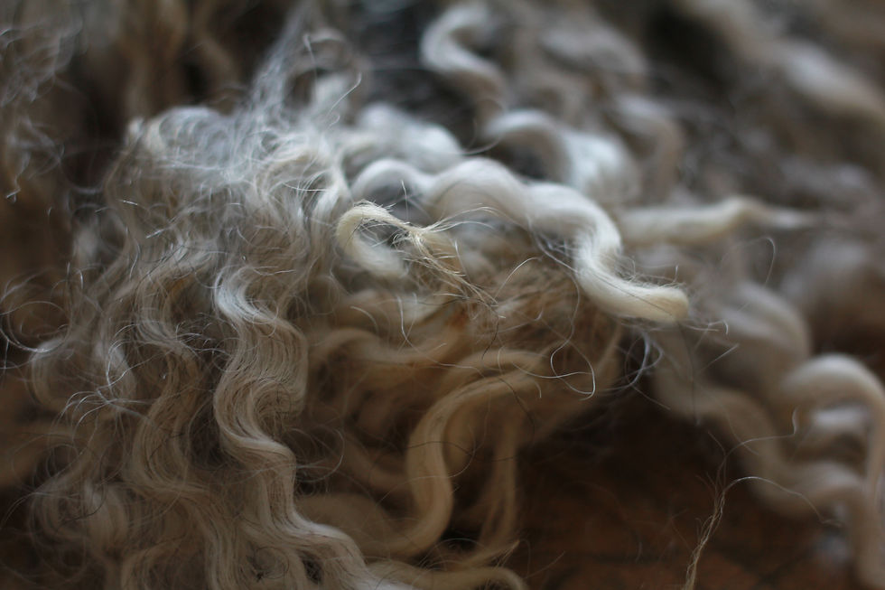 Thumbnail: Gotland fleece