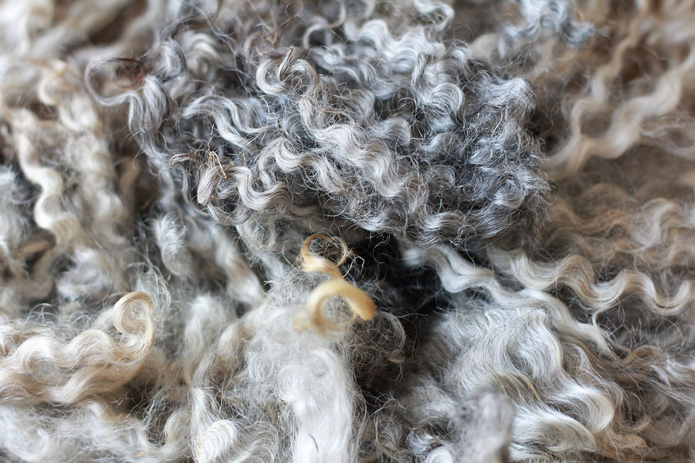 Thumbnail: Gotland fleece