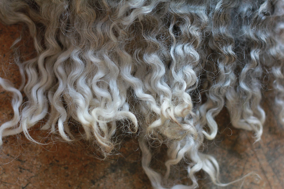 Thumbnail: Gotland fleece