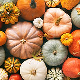 pumpkins background.jpeg