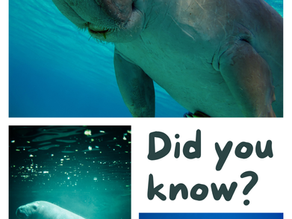 Did you know?