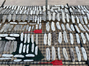 "The historical connection between trepang, northern Australia and Asian markets remains significant."