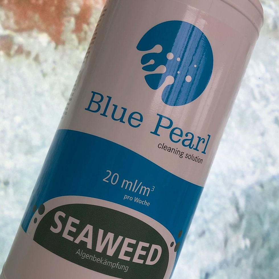 Blue Pearl Seaweed