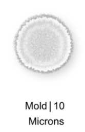 Mold⎮10 Microns