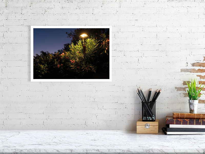 Thumbnail: Night Flowers