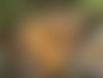 Stencil That Floor!: Spring One Room Challenge Week 2