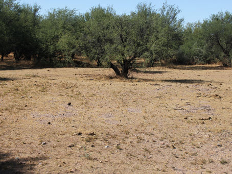 Wild Horse Land Destruction