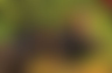 Vermont Moose Hunters Enjoy 73 Percent Success