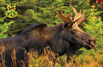 Vermont Moose Hunters Enjoy 73 Percent Success