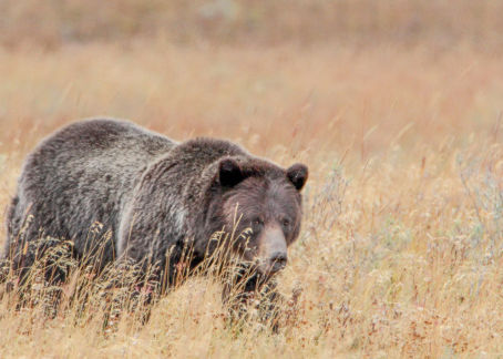 Endangered Species Act Reform Essential for Wyoming