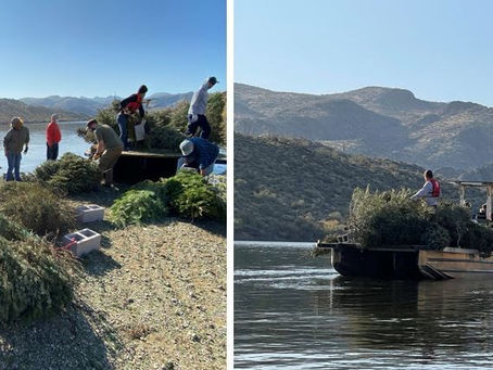 Saguaro Lake Project Uses Recycled Christmas Trees to Create Fish Habitat, Improve Angling