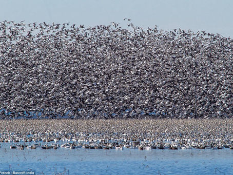 Over Population of Arctic Snow Geese