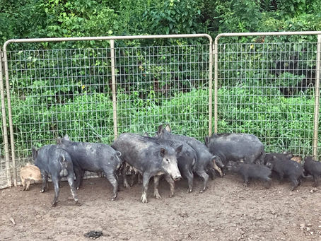 Feral Hog Population in Alabama Shows No Decline