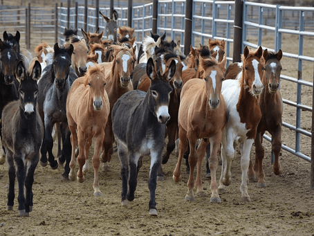 Horse Wars – Bullies of the Range