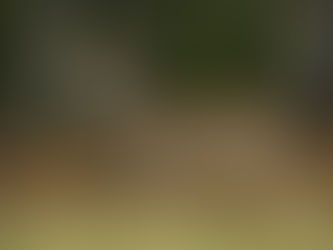 Michigan Deer Check and CWD/TB Testing Changes for 2020