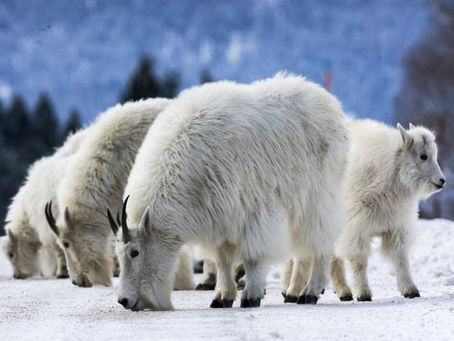 Wyoming Mountain Goats to be Destroyed