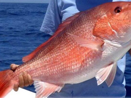 The Red Snapper is not just for Commercial Fishing Anymore