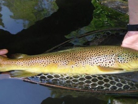 Dry Fly Fishing Tips to Use in the Fall
