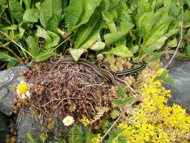 seeing four snakes at once : ★ ★ ★ ★ ★