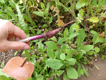 growing daikon radish from seed : ★ ☆ ☆ ☆ ☆