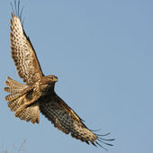 5 εντυπωσιακά αρπακτικά πουλιά στο Εθνικό Πάρκο Σχινιά - Μαραθώνα και πώς θα τα αναγνωρίσετε 