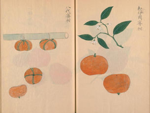 岡村尚謙と『桂園橘譜』