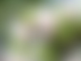 沈丁花:春の到来を告げる芳香