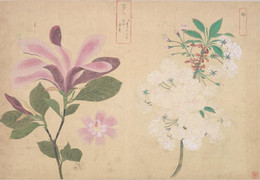 植物写生図帖』が織りなす江戸の自然観と美意識