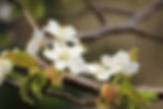 山桜の花