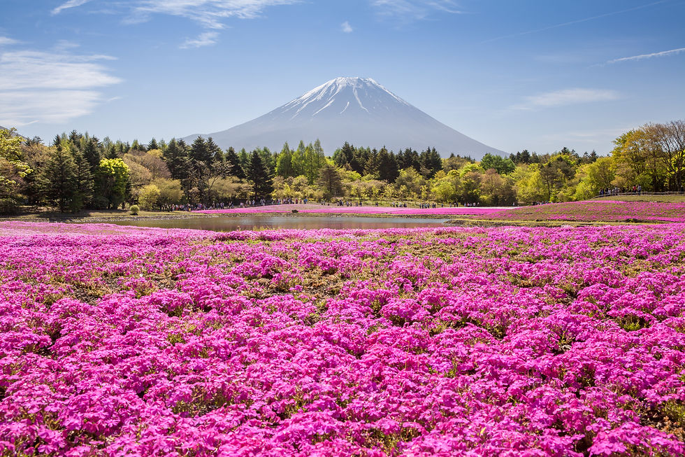 躑躅と富士山.jpeg