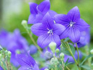 桔梗の花