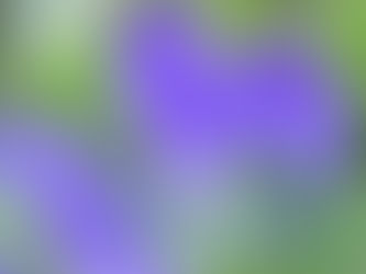 桔梗の花