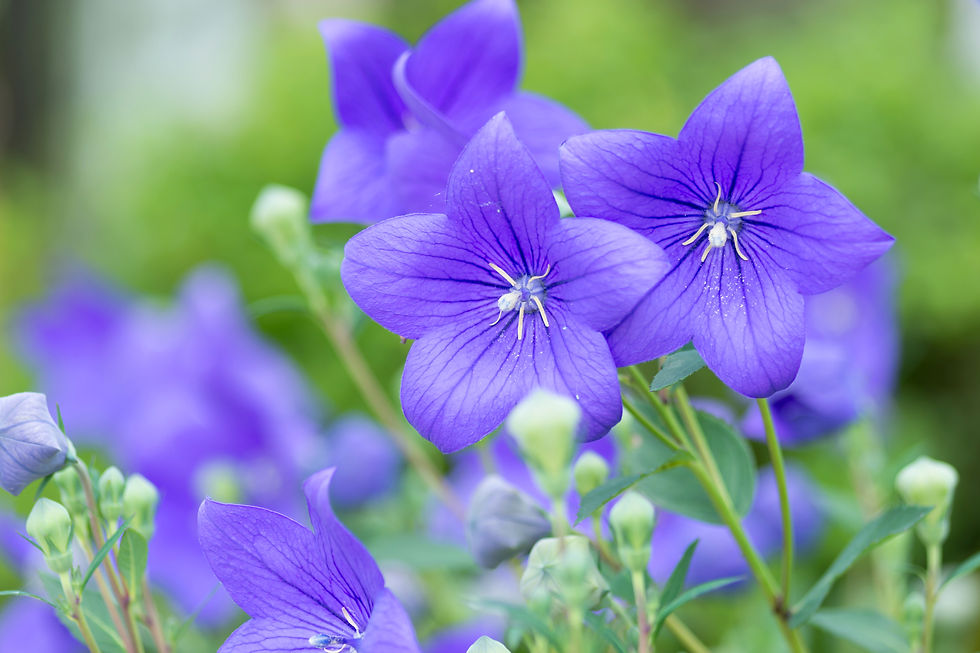 AdobeStock_260786538.jpeg