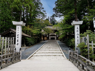 高野山の霊木 高野槇:歴史と信仰が育む森の神秘