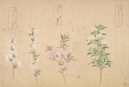 植物写生図帖』が織りなす江戸の自然観と美意識