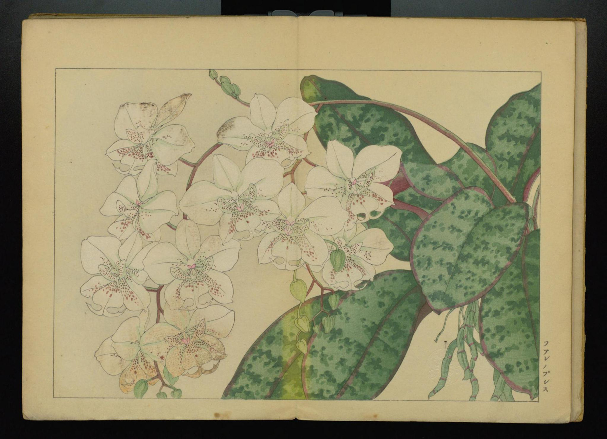 真作] 谷上廣南 西洋草花図譜 1918年作「シナリア」 ☆送料無料