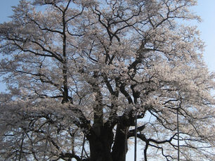 醍醐桜