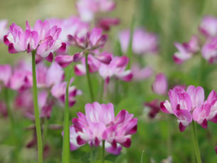 蓮華草の花