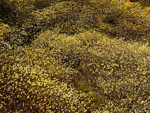 三椏:早春の光を浴びて、紙に宿る白き魂