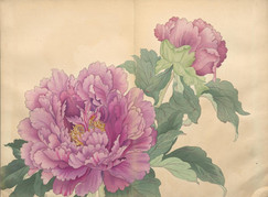 [真作]　谷上廣南　西洋草花図譜　1918年作「アイリス」　☆送料無料☆ 大正ロマンに咲く異国の花々：谷上廣南『西洋草花図譜』と『象形