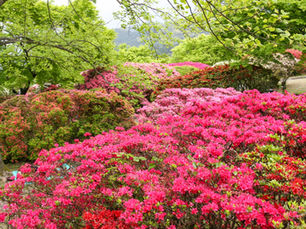 咲き誇る躑躅の花