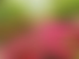 咲き誇る躑躅の花