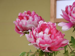 牡丹の花