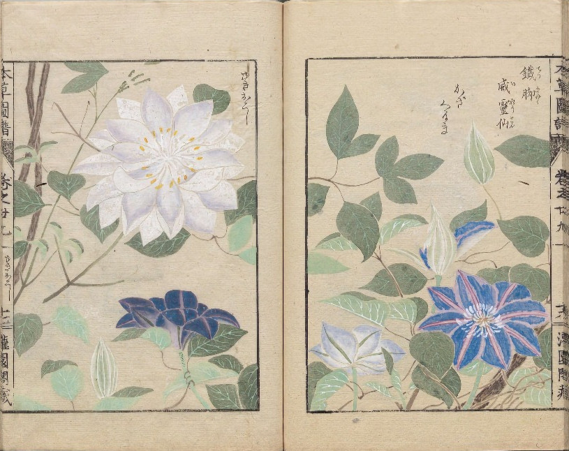 漢方 春陽堂 中国 新註増補版 国訳本草綱目 附図上下 本草図譜 岩崎灌園 花 漢方 春陽堂 中国 新註増補版 国訳本草綱目 附図上下 本草図譜