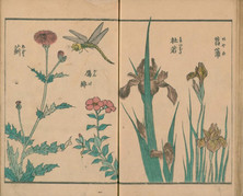 一光齋芳盛が描いた『艸木畫譜』の世界：江戸の自然観と美意識が息づく