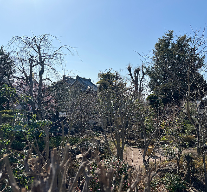 青空の下、桜と思われる満開のピンク色の花を背景に、植木職人が松の木の剪定作業を行っている様子を示す画像です