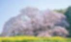 吉高の大桜