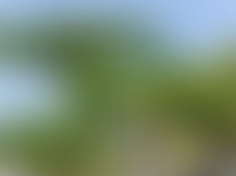 蘇る鉄の記憶:蘇鉄(ソテツ)が織りなす日本の時空と精神史